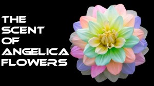 The Scent of Angelica Flowers